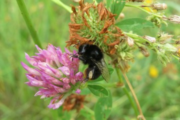 Bumblebee on clover flower in the meadow, closeup