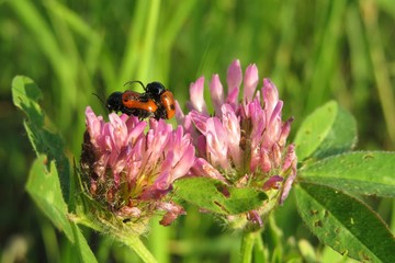 Mating red leaf beetles on clover flower in the meadow, closeup