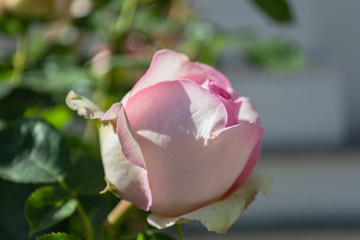 rosa Biedermeier Rose