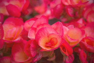 Beautiful coral flower begonias. Close-up. Bright decorative plant for home and garden. Floriculture and gardening. Texture.