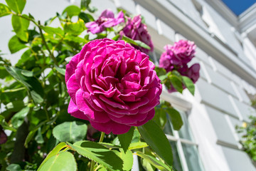 pinke Rose