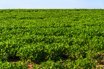 Fototapeta na wymiar Green soy leaves and bushes on a farm fields in countryside in summer
