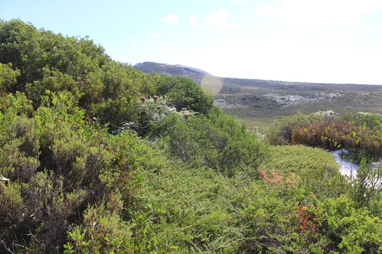 Green Landscape In Australia Near Lucky Bay, Down Under, Outback