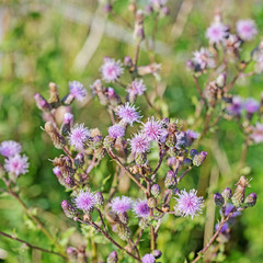Blühende Ackerdistel, Cirsium arvense