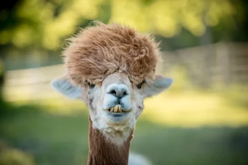 Vlies Fototapete Lama Porträt eines Alpakas, isoliertes Gesicht. süßer lustiger Ausdruck
