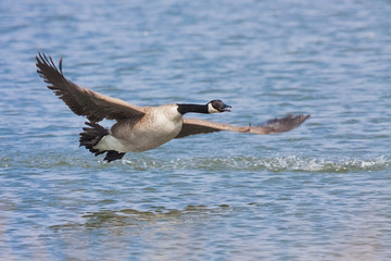 Canada Goose Takeoff