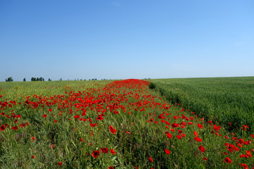 Wheat guarded by poppies