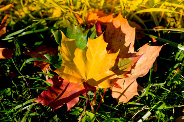 Autumn. Multicolored maple leaves lie on the grass. Autumn fallen yellow maple leaf lies on a green grass. Fall Landscape with Yellow, Red and Orange Colored Fallen Autumn Maple Leaves Laying on