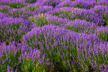 Obraz premium Beautiful lavender fields on a sunny day. Moldova.
