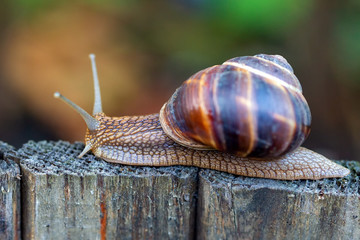 Snail in nature in the Park.