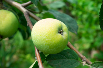 Green apples in the spring garden..