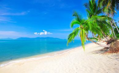 beach and coconut palm tree
