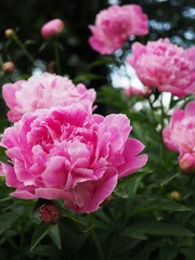 pink peony flowers in the garden