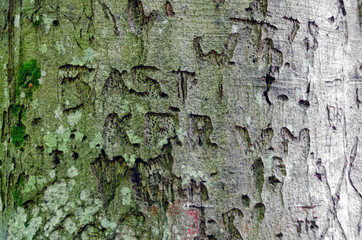 Initials in a bark