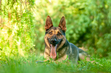 View on a german shepherd dog lying on the green grass