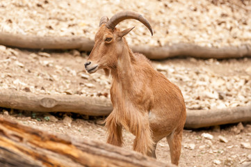 Portrait of a barbary sheep in a zoo