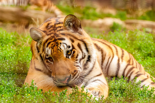 Portrait of an amur tiger in a zoo