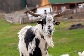 Fototapeta premium View on a goat standing on the field
