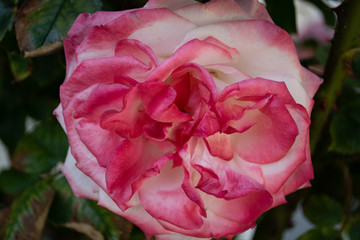 weiß-rote Rose, Nahaufnahme