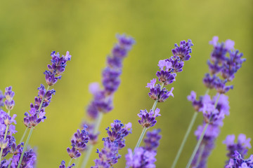 Obraz premium Lavendel