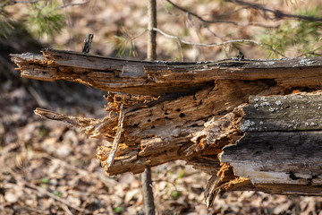 rotten stump of sawn birch