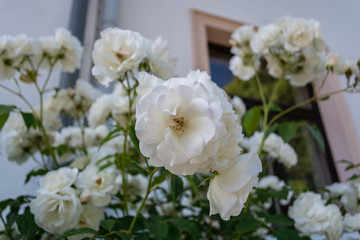 weiße Rose Schneewittchen