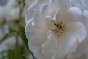 weiße Rose Schneewittchen
