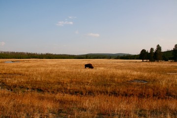 lonesome buffalo