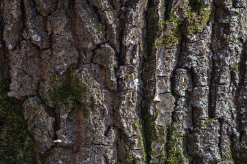 texture of tree bark with moss