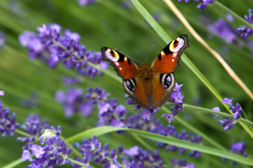 Lavender in my garden with European peacock butterfly in Hungary.