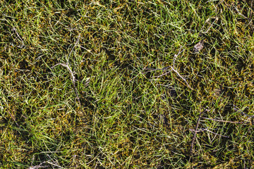 green grass texture with sprigs
