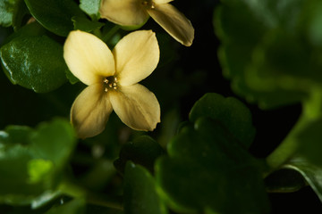 Fototapeta premium Yellow_flower_Macro