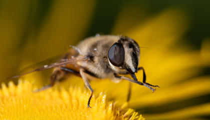 Brown fly with faceted eyes on a bright yellow flower of autumn chamomile close-up