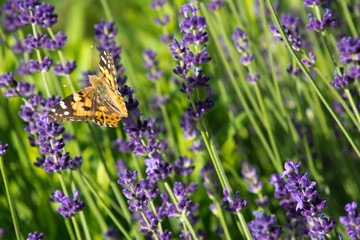 Lavender in garden with butterfly in Hungary.