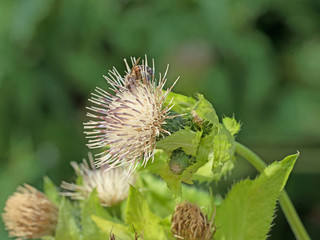 Blühende Kohldistel, Kohl-Kratzdistel, Cirsium oleraceum