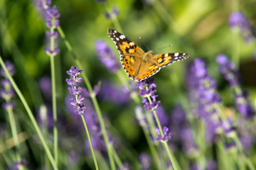 Obraz premium Lavender in garden with butterfly in Hungary.