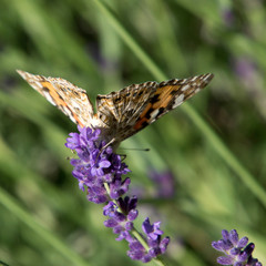 Lavender in garden with butterfly in Hungary.