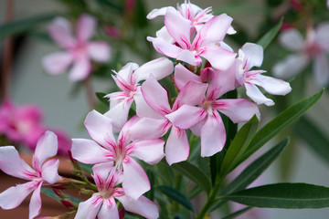 Pink oleander in full bloom
