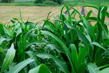 Young leaves of corn. Agriculture. Fields.