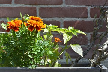 yellow flower on a brick wall