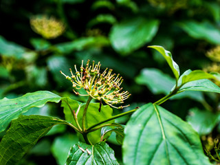 OLYMPUS DIGITAL CAMERA - GARDEN