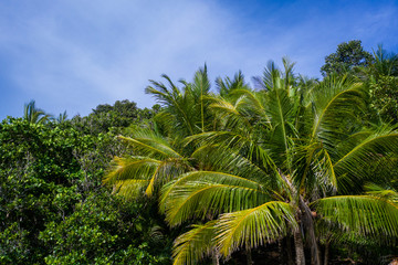 Fototapeta na wymiar Aerial view of tropical green trees over blue summer sky background