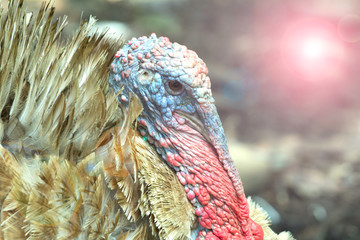 Turkey farm, group of turkeys in the farm.