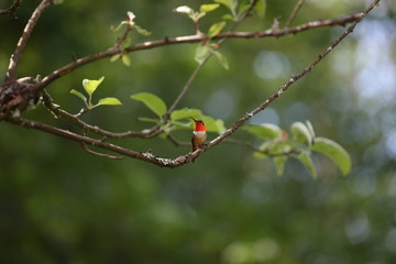 nature, landscapes, architecture, floral, animals, insects, flowers, birds, buildings, lighthouse, automotive