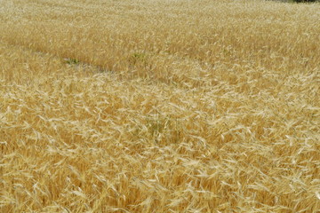 Champs de céréales jaune pâle.