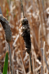 nature, landscapes, architecture, floral, animals, insects, flowers, birds, buildings, lighthouse, automotive