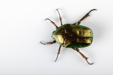 Rose chafer Cetonia aurata on white background