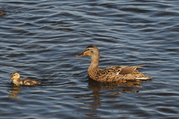 Obraz premium nature, landscapes, architecture, floral, animals, insects, flowers, birds, buildings, lighthouse, automotive