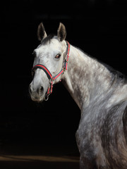 Grey dappled horse summer dark woods portrait
