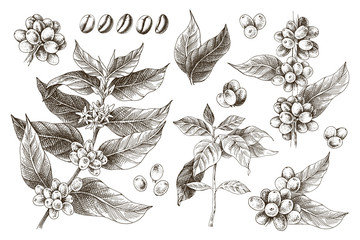 Hand drawn set of coffee tree branches and beans - obrazy, fototapety, plakaty